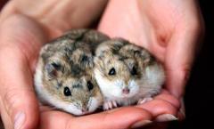 Que nourrir des hamsters, ou une nutrition adéquate de votre animal de compagnie moelleux