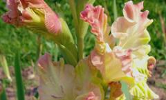 Gladioli - planting and care in the open field