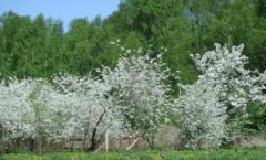 How to get rid of cherry overgrowth, and can you prevent its appearance?
