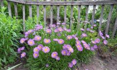 Novobelgian aster - sorte, sadnja i njega, razmnožavanje, upotreba u dizajnu vrta, fotografija Novobelgian aster magic white