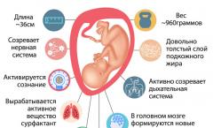 Photo of the fetus, photo of the abdomen, ultrasound and video about the development of the child
