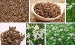 Black cumin seeds: useful properties, contraindications, benefits and harms