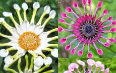 Osteospermum: planting and growing from seeds at home