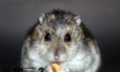 Que nourrir un hamster: le meilleur conseil