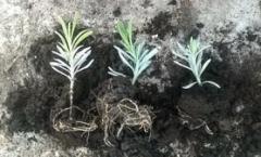 Secrets of growing lavender at home in a pot Lavender potting soil