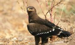 Great spotted eagle (aquila clanga)