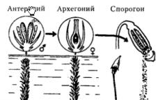 División Briofitas ¿Qué son los musgos?